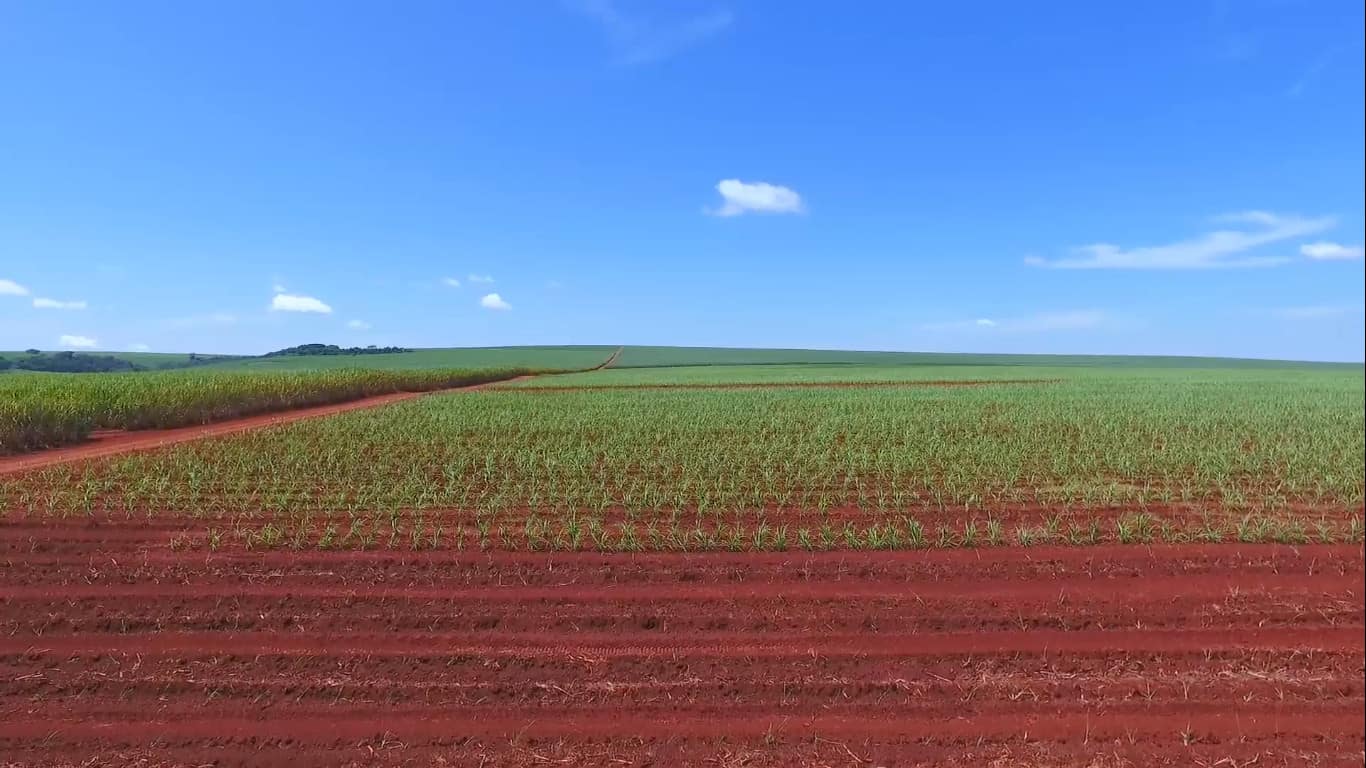 Plantação de cana-de-açúcar
