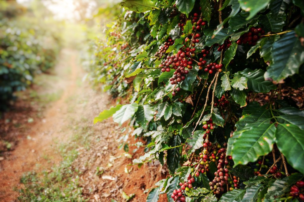 plantação de café arábica fresco